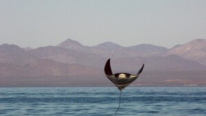 Фотограф Брайан Скерри