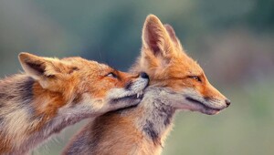 На общую тему&nbsp;