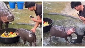 Сотрудник зоопарка познал ярость детёныша бегемота