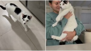 Кошка с необычным нервным тиком