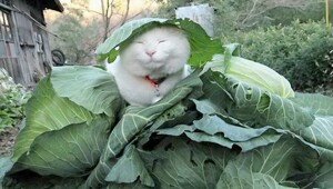 ФотоВсячина