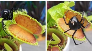 Одна роковая встреча