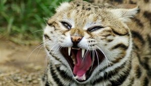 Монстр размером с кружку: самая смертоносная кошка в мире