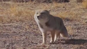 Вы когда‑нибудь видели, как забавно ходит тибетская лиса?