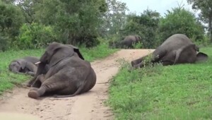 Пьяные слоны не могут стоять на ногах