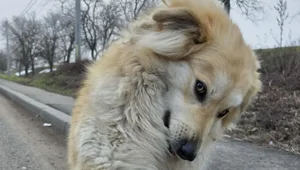 30 снимков, доказывающих, что мимимишность спасёт мир