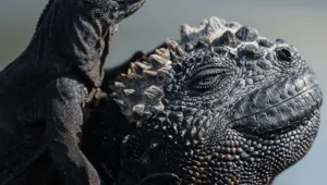 20 ситуаций, в которых мать-природа забыла выключить режим комедии