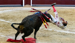 В Мадриде матадор получил тяжёлый удар от быка