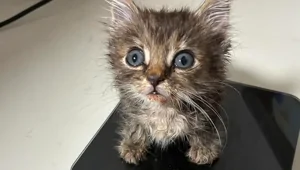 25+ пушистых мгновений радости, которые делают нашу жизнь счастливее