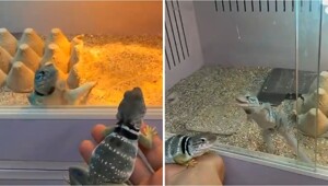 Ошейниковая игуана впервые увидела самку и устроила бурную реакцию