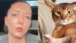 В США грумера оштрафовали на $20 тысяч за отказ  стричь «русского» кота