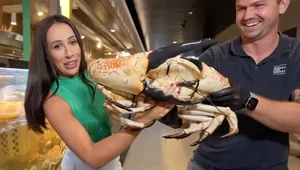 Краб атаковал журналистку в эфире — её «месть» удивила зрителей