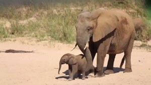 Трогательный момент: слонёнок знакомится с родственницей