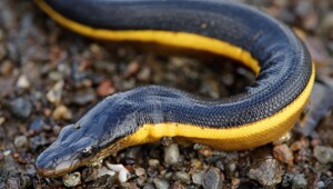 От недовольного воскресшего до обезболивающих скатов: 8 исторических фактов, в которые трудно поверить, но они правдивы