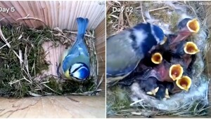 Таймлапс: строительство гнезда и взросление птенцов синицы