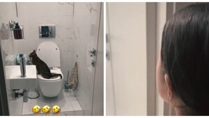 Когда приучили кота к унитазу