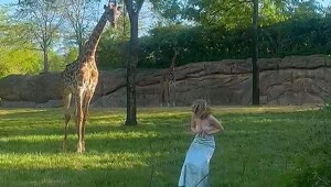 Женщина прыгнула в вольер с жирафами и получила неприятный урок