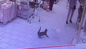 Кошка нападает на собак в магазине