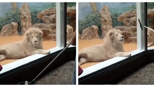 Маленькая радость льва