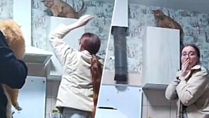 Попытка снять кошку со шкафа закончилась неожиданным финалом