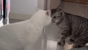 Драка отменяется: коты начали выяснять отношения без лап