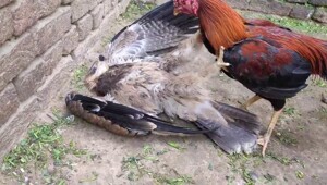 Неожиданная дерзость: петух вступил в бой с хищником