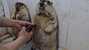 Реакция сурков на стрижку когтей