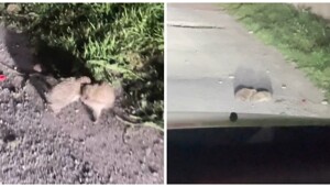 "Братва, завязайте": драка ежей в Дагестане