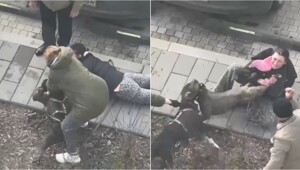 Псы сцепились на улице — разнимать пришлось радикально