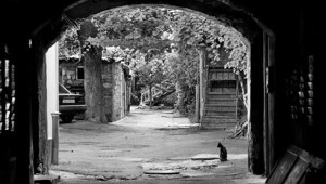 Фотопортреты настоящих хозяев старых и новых двориков Одессы