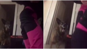 Пёс странно себе ведёт, когда хозяйка отворачивается