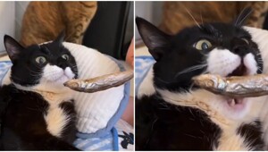 Хозяин кормит своего особенного кота