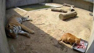 В мексиканском зоопарке наглый рыжий кот начал объедать бенгальского тигра