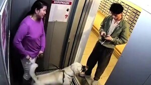 В Новосибирске в лифте лабрадор кидался на парней, пока владелица с ухмылкой наблюдала за происходящим