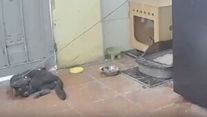 Ловушка для грызунов: как китаец заменил цепного пса котом