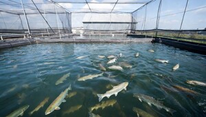 Россельхознадзор ограничил поставки рыбы из Армении