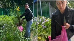 Четыре года труда: мужчина застукал девушку, которая выкопала цветы с его клумбы
