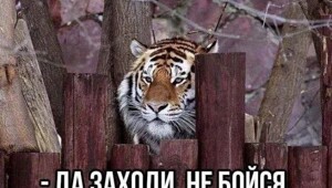 Скрины из соцсетей%20%20%20%20%20%20%20%20%20%20%20%20