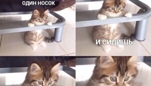 Скрины из соцсетей%20%20%20%20%20%20%20%20%20%20%20%20