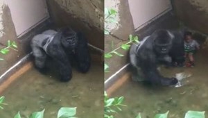 В американском зоопарке застрелили 17-летнюю гориллу, в вольер к которой упал ребенок