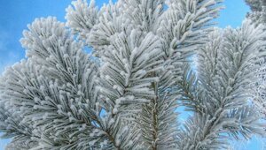 Солянка от 10.01.2020