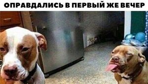 Прикольные и смешные картинки