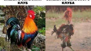 Не ищите здесь смысл. Здесь в основном маразм