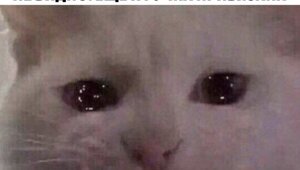 Скрины из социальных сетей