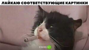 Скрины из соцсетей
