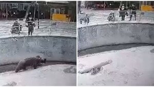 В Ташкенте мать бросила свою дочь в вольер к медведю