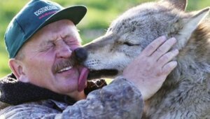 Лесник услышал под окнами жалобный плач. Это оказалась волчица. Лесник спас истощенную волчицу, а весной она удивила мужчину