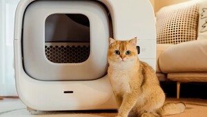 Умный кошачий лоток, который сам убирает за питомцем
