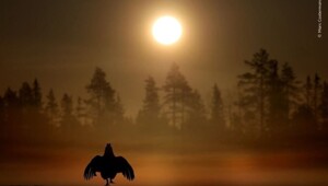Дикая и безумно красивая