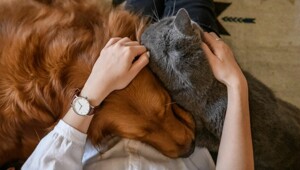 Благодаря 110 москвичам, случилось «новогоднее чудо»